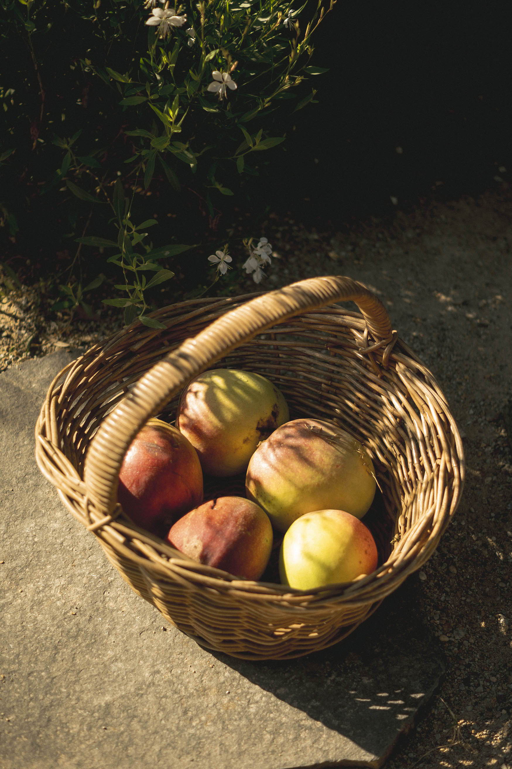 A wicker basket filled with mangoes on a stone surface.