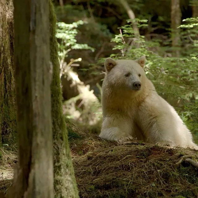 A Kermode bear in the Great Bear Rainforest