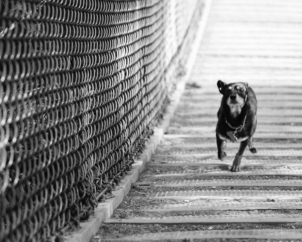 Black and white photo of dog running by fence