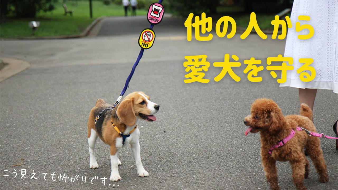 イエロードッグプロジェクト リボン 犬のお散歩メッセージワッペン　安全