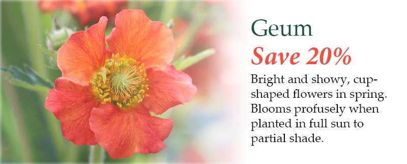 Geum - Save 20%! Bright and showy, cup-shaped flowers in spring. Blooms profusely when planted in full sun to partial shade.