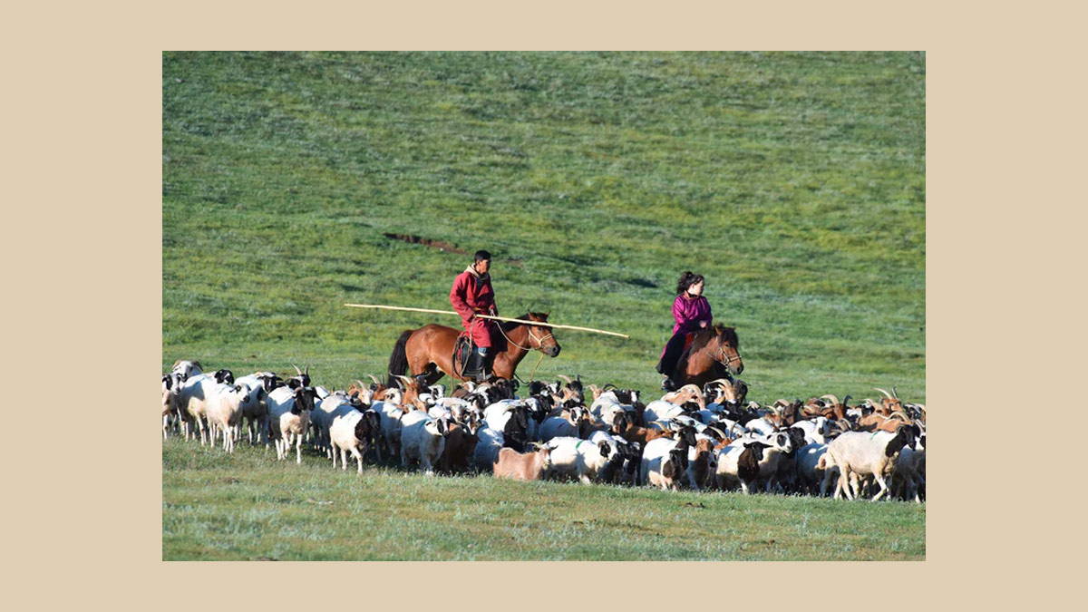 Mongolian herdsman on horseback with their goats.