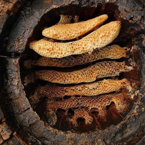 Honey Comb