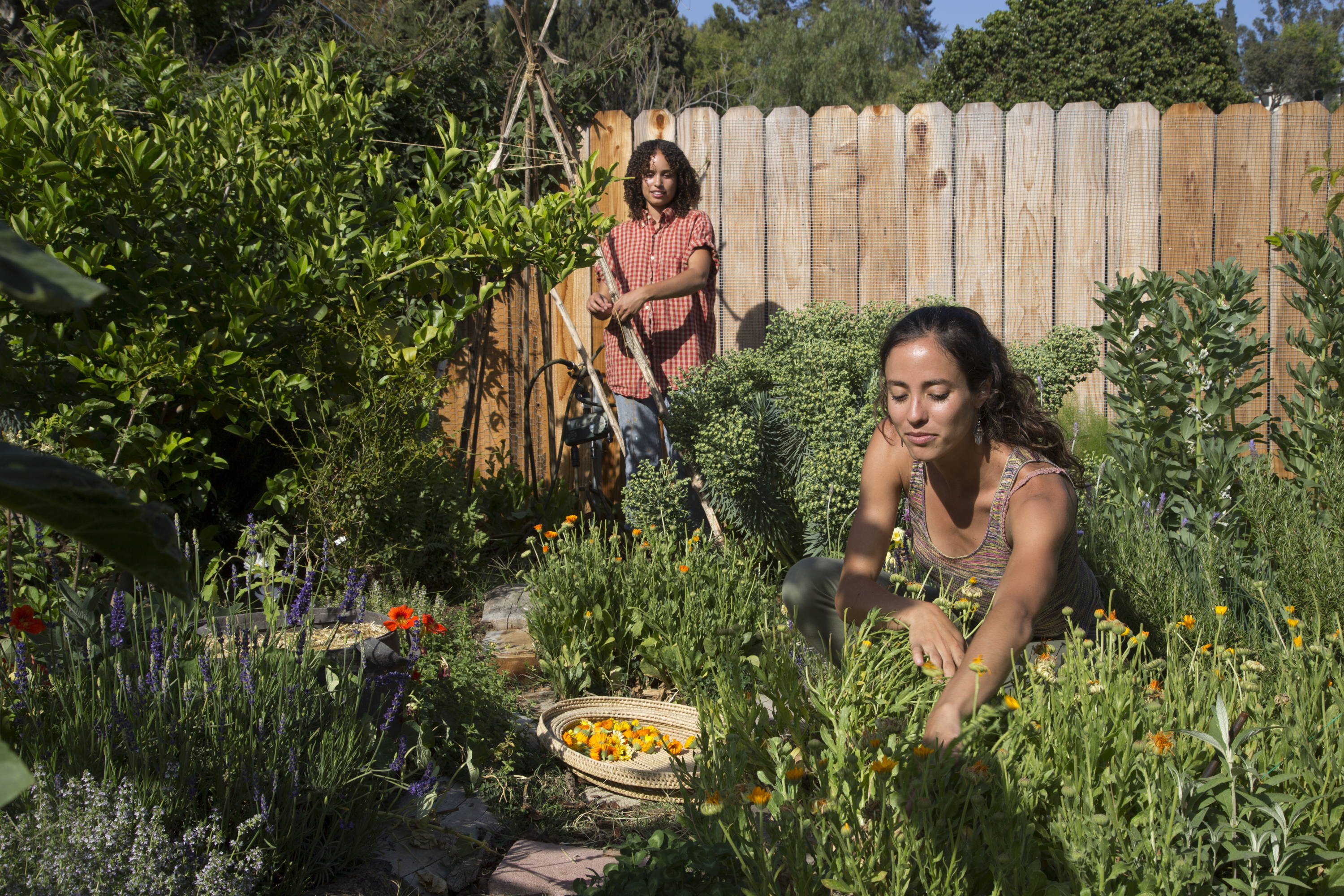 Working together in the green garden harvesting vegetables