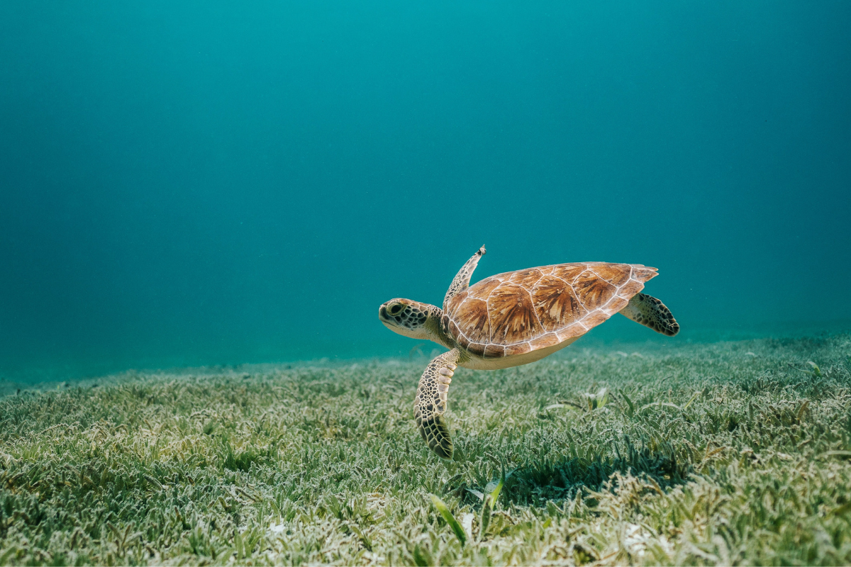 A turtle swimming over a sea grass bed underwater.