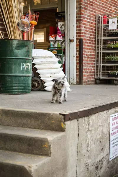 Shop barn dog.