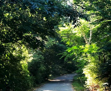 Brewster Rail Trail Cape Cod bike rental underpass road