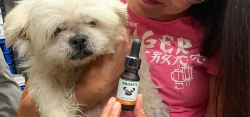 Image of a calm dog and its owner showing Bailey's CBD Oil For Dogs product.