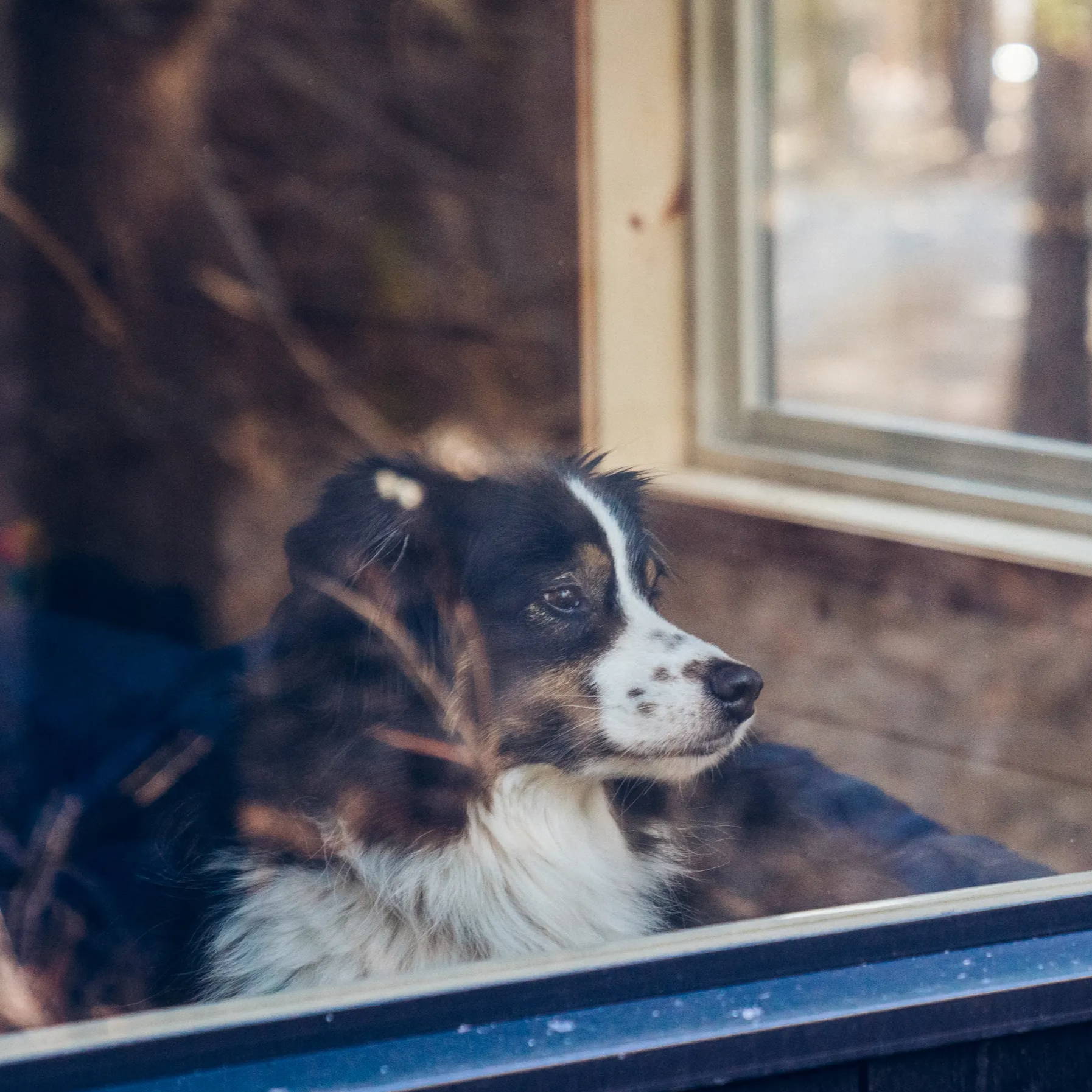 Australian shepherd Rumpl