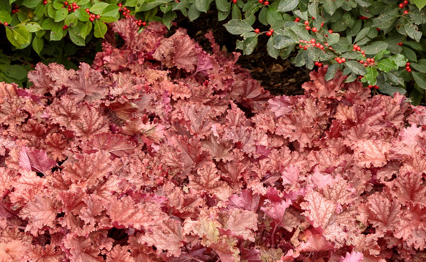 Photo of Primo® 'Peachberry Ice' Coral Bells