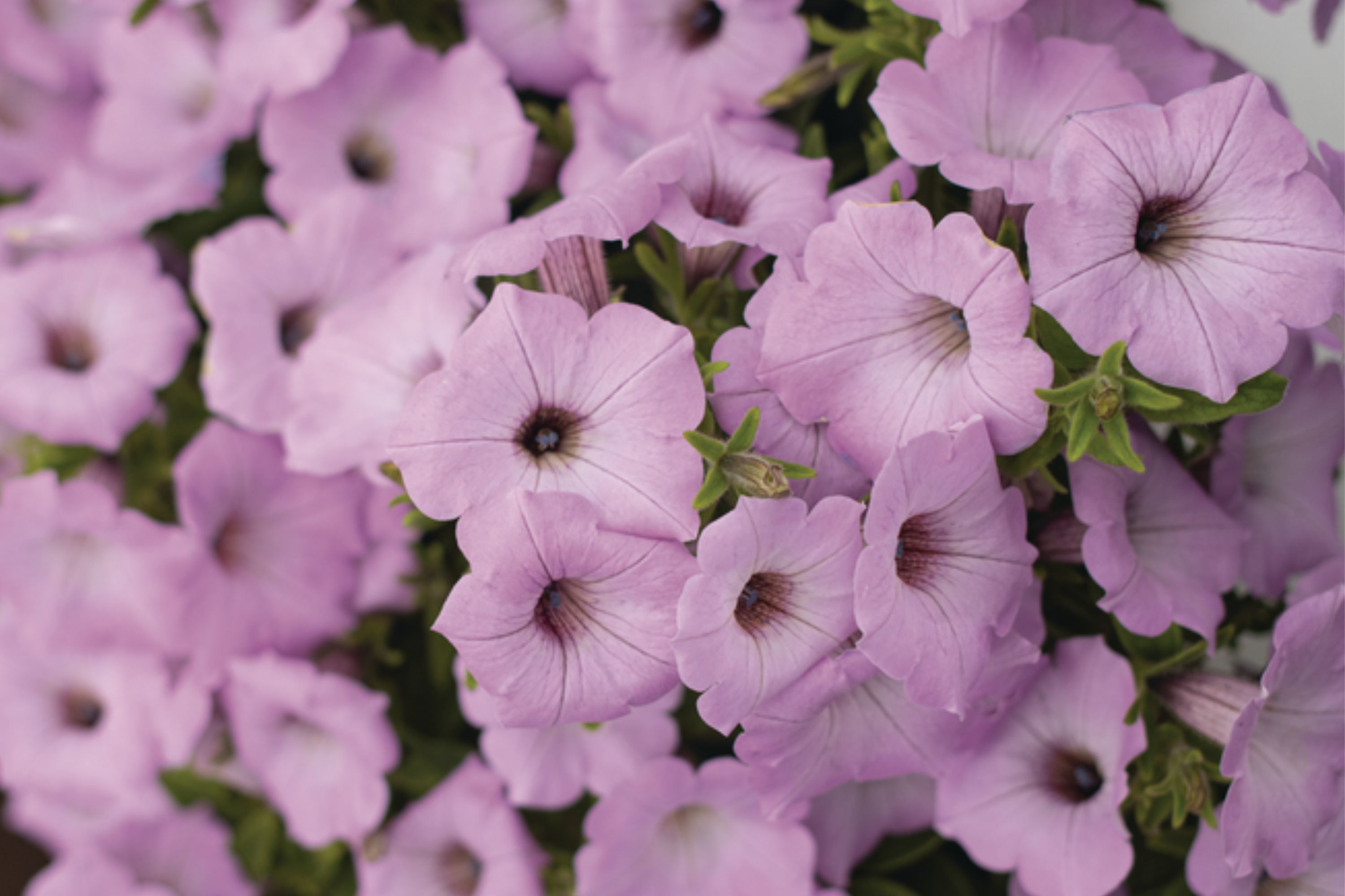 Photo of Supertunia Vista® Cool Jazz™ Petunia