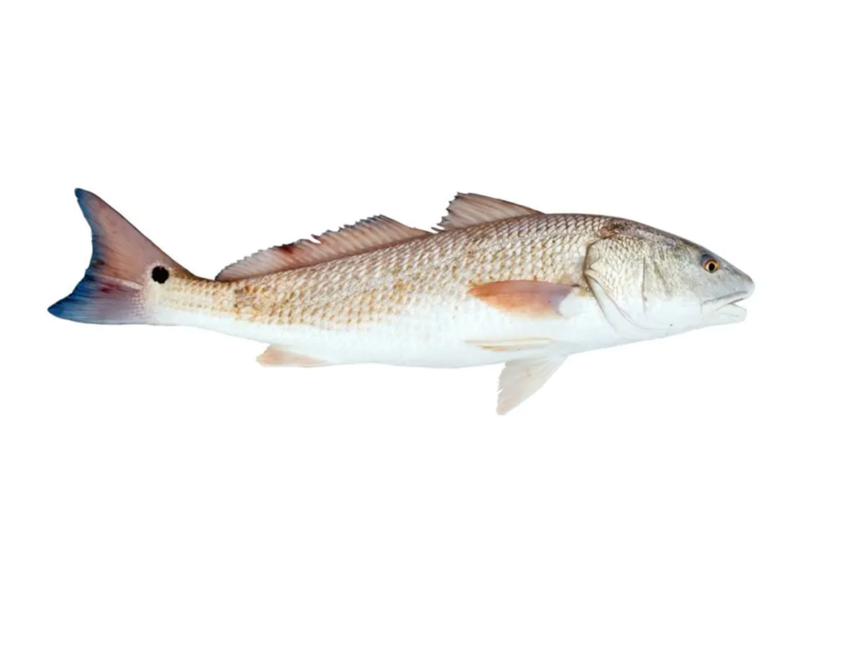 Redfish (Red Drum)