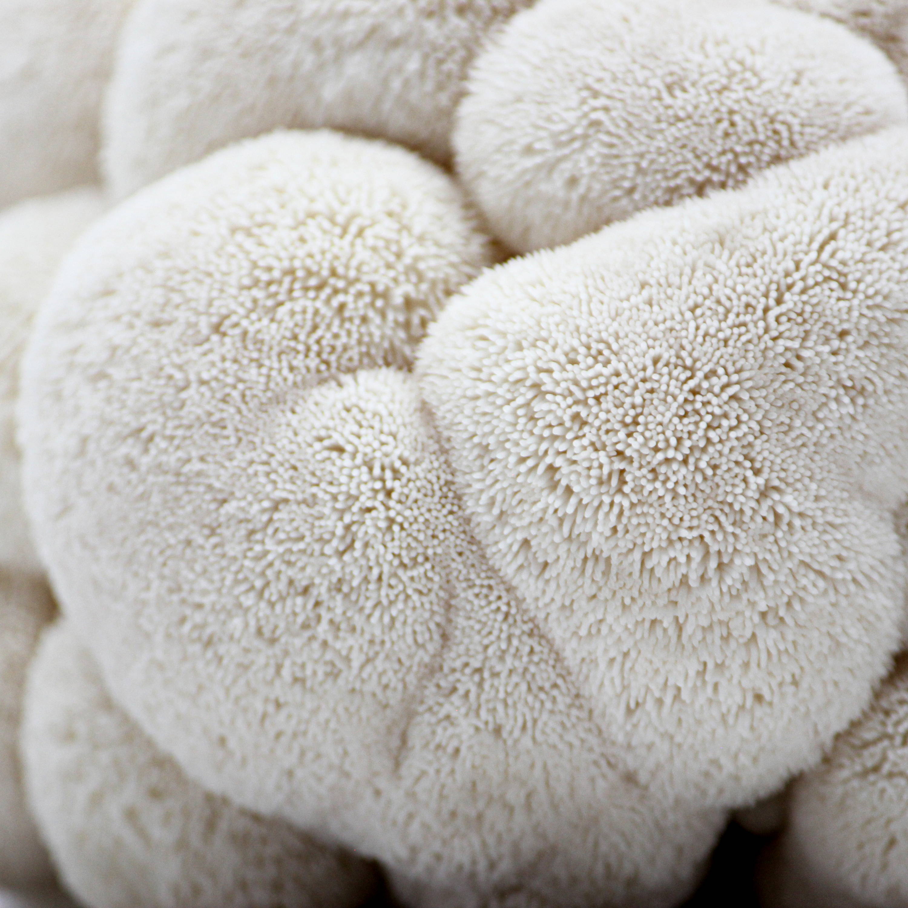 A close-up of a Lion's Mane mushroom 