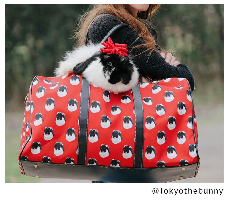 bunny in travel bag