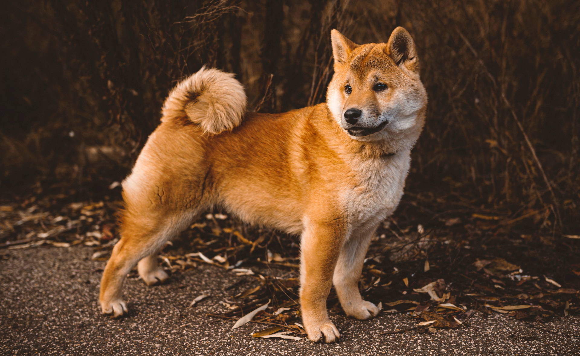 Shiba Inu Full Grown