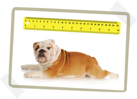 measuring your dog