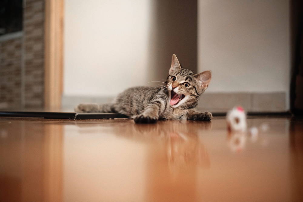 A kitten lying on the floor with a toy