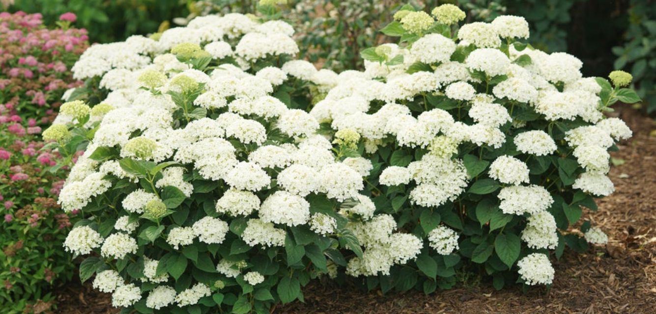 Photo of Invincibelle Wee White 2.0 Smooth Hydrangea