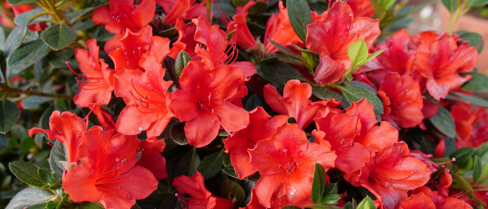 Photo of Perfecto Mundo® Orange Reblooming Azalea