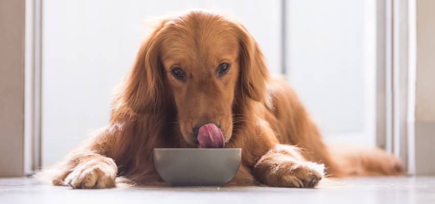 Image of a calm dog sitting in front of its food bowl. 
