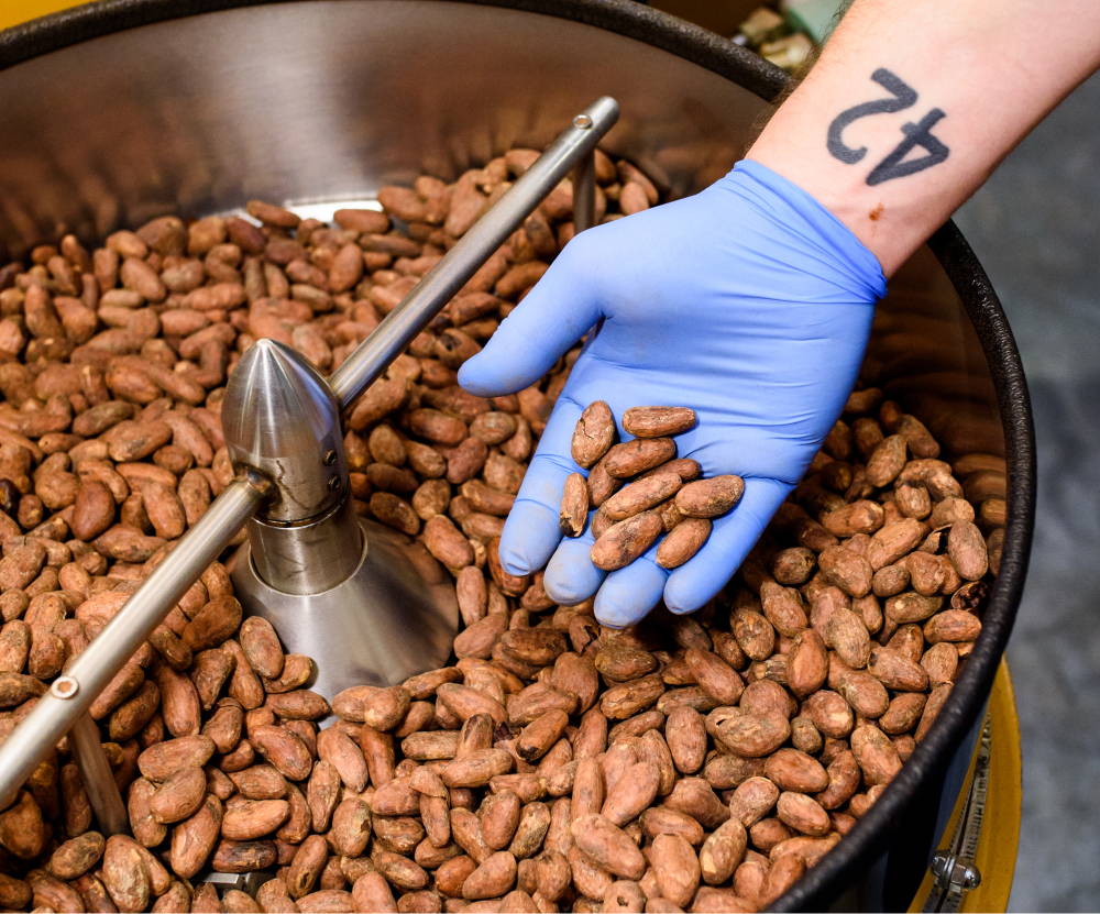 A chocolate maker holding beans above a roaster