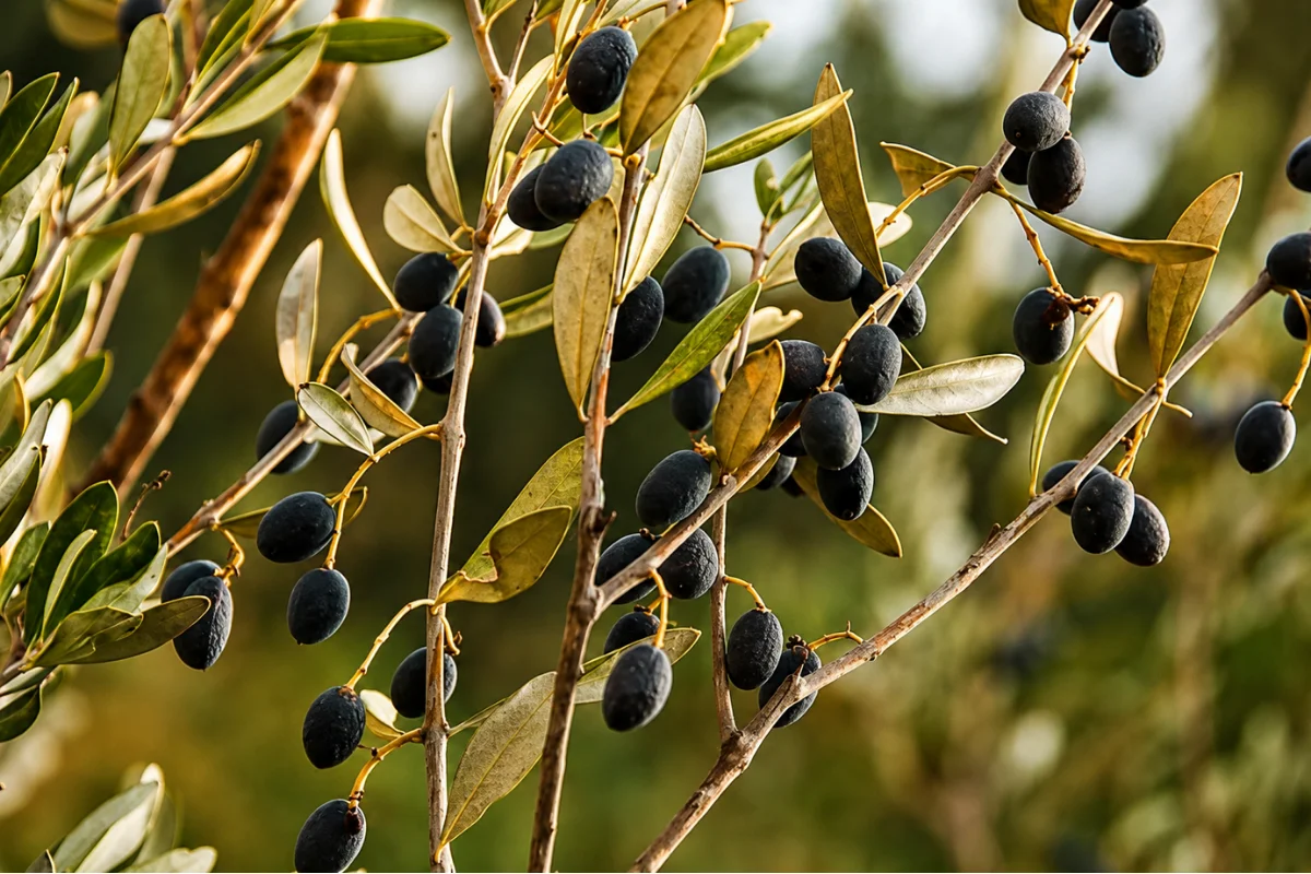Black olives ripening on olive tree branches with silvery-green foliage, showcasing Mediterranean fruit trees for drought-tolerant landscape design.