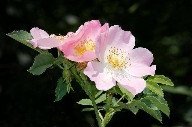 Dog rose