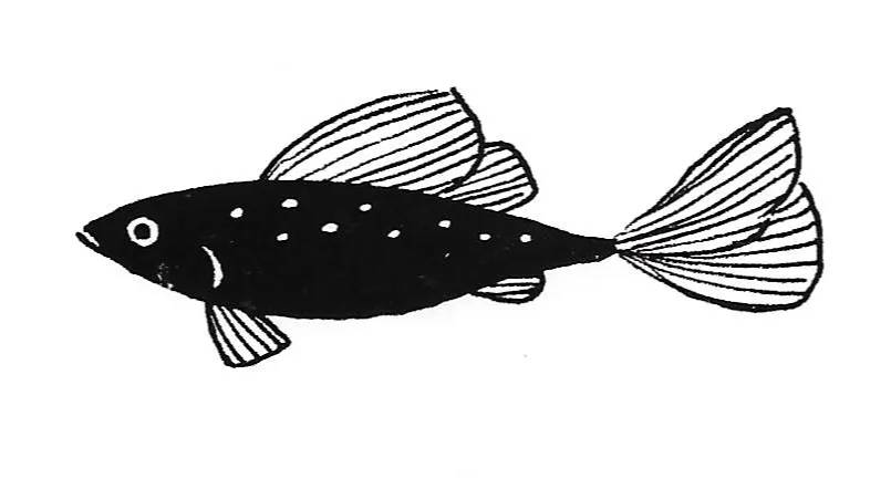 Black line drawing of a fish with spots and lined fins