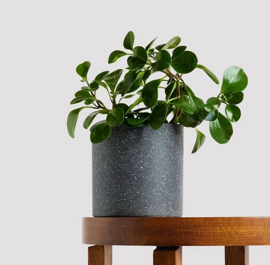 Baby Rubber Plant and Pot Gift