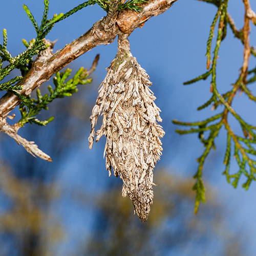 A bagworm bag attached to tree limb