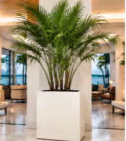 Square Planter with a palm tree in a lobby.