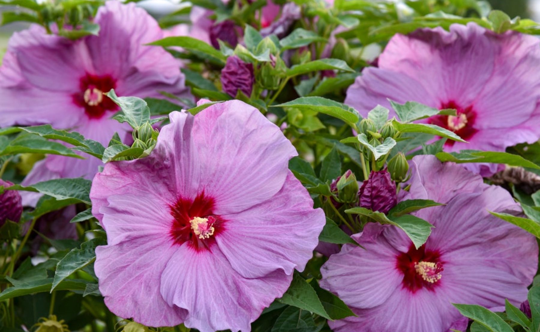 Photo of Summerific® 'Lilac Crush' Rose Mallow