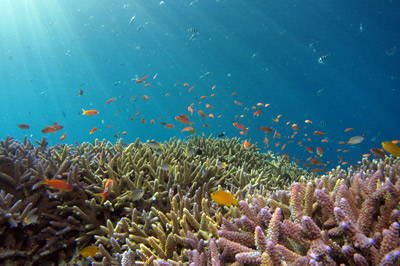 Coral Reef with fish swimming around