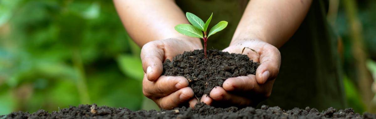 A person holding a handful of soil with a plant growing out of it