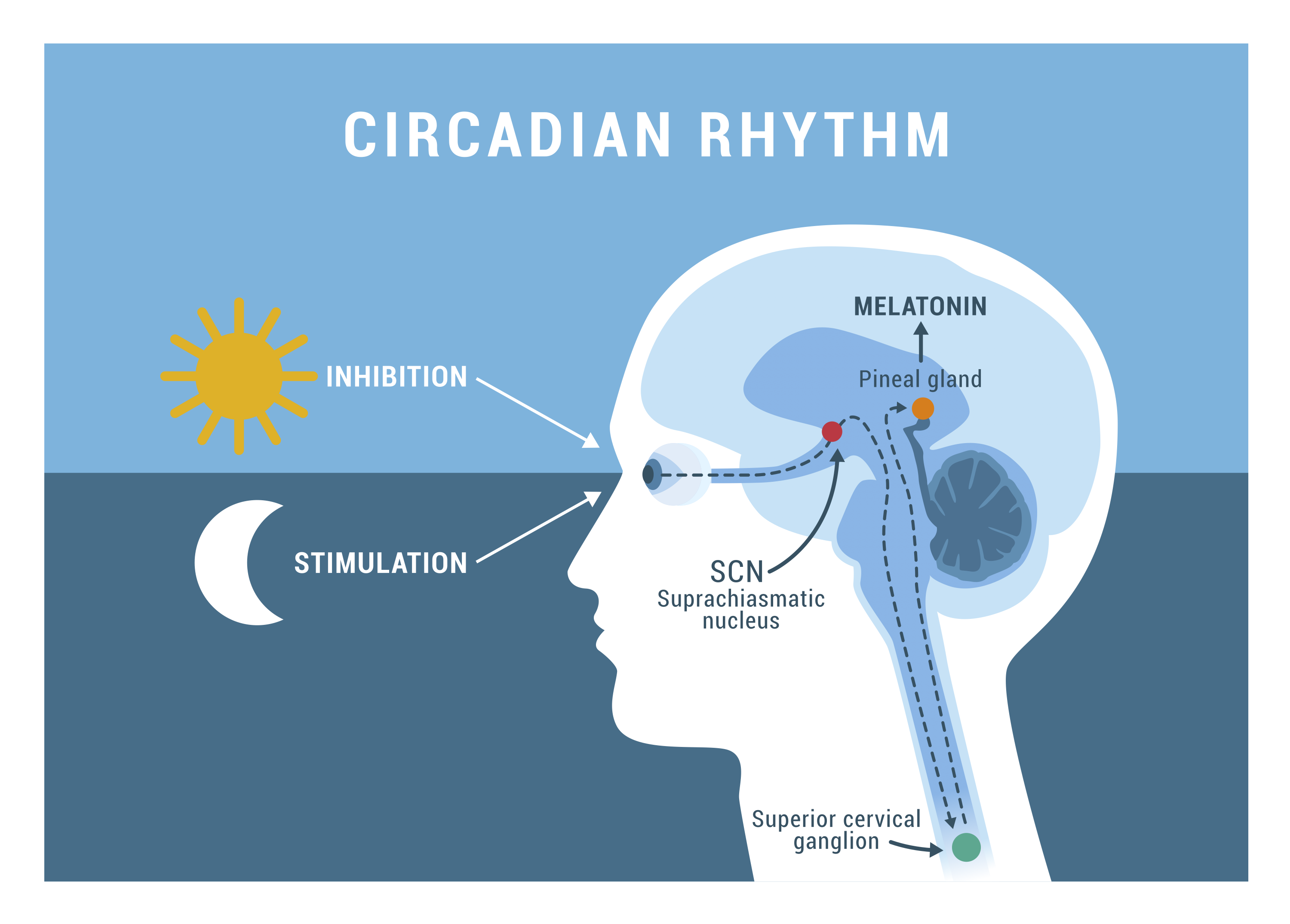 Is Melatonin Making You Groggy? Here's How to Solve the Melatonin Hangover  – NativePath