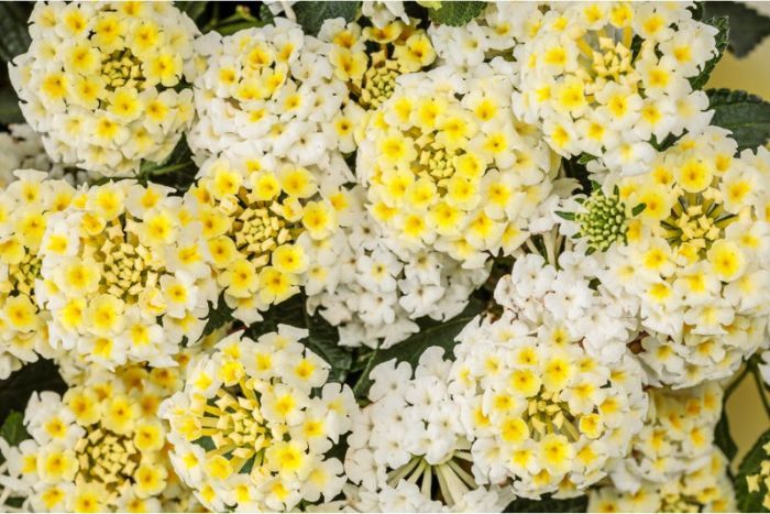Photo of Luscious® Vanilla Breeze™ Lantana