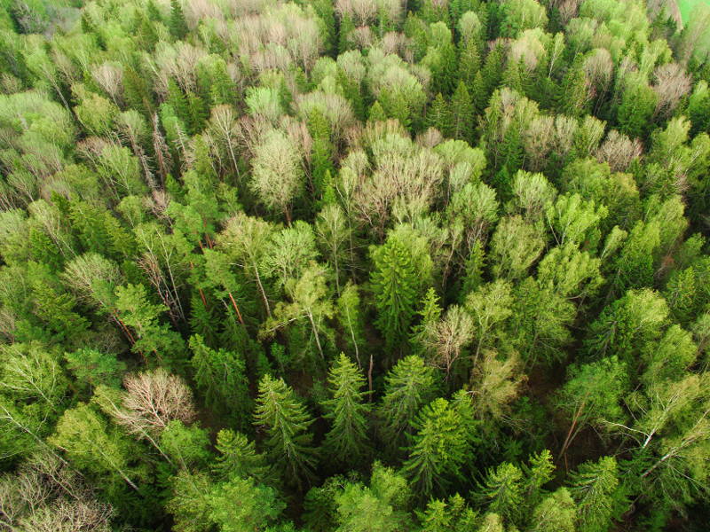 Picture of a forest