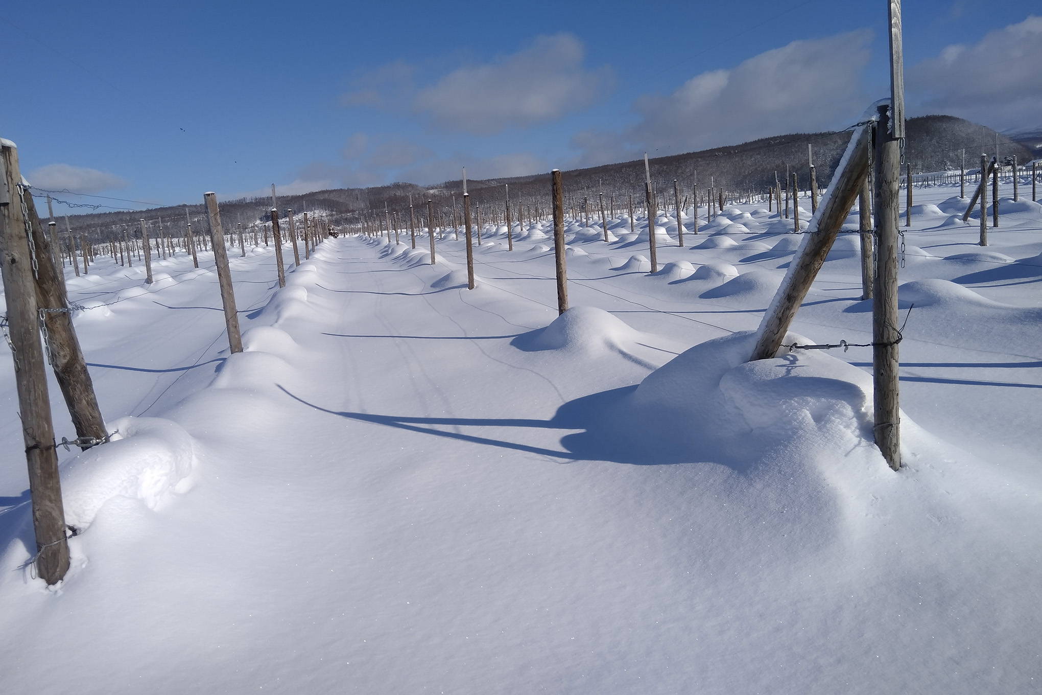 冬にはマイナス30℃を超えることもあり、凍害で全滅した畑も。寒さを防ぐ工夫と努力の中から生み出されたワインは、きれいな酸が特徴。