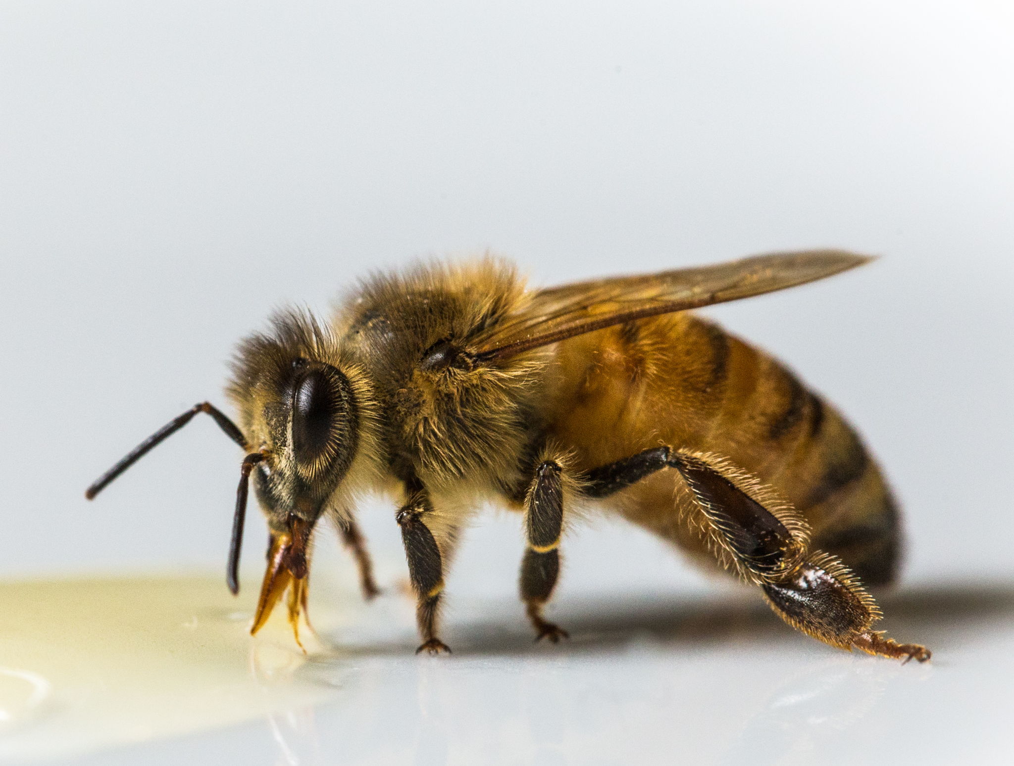 A worker honeybee