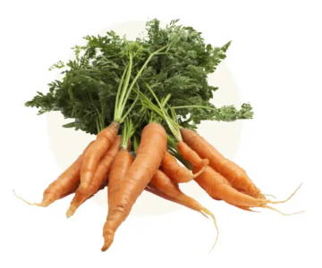 fresh orange carrots with the tops on them