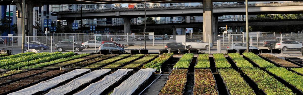 Farm in an urban area, surrounded by high-rises.