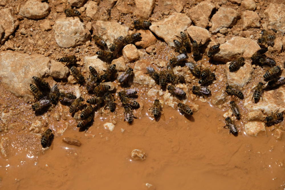 Bees drinking water