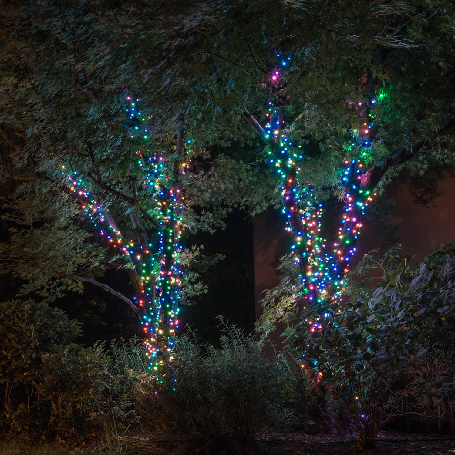 Twinkly fairy lights wrapped around trees in a garden on a multicoloured setting.