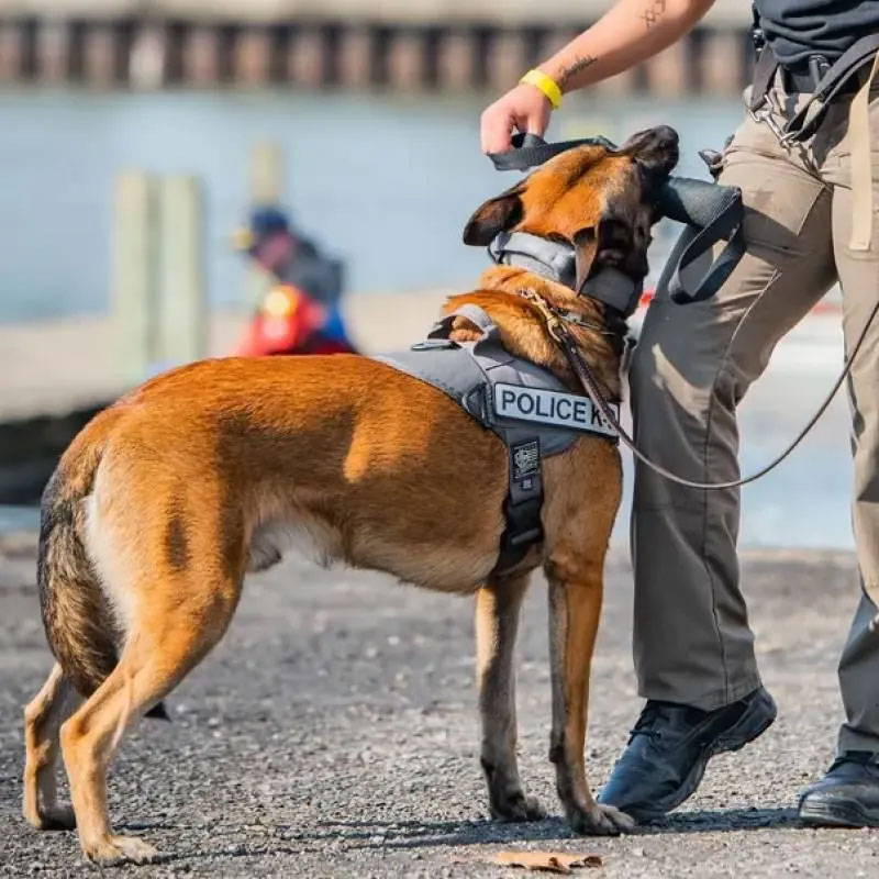 Police K9 wearing the Opportunity Harness