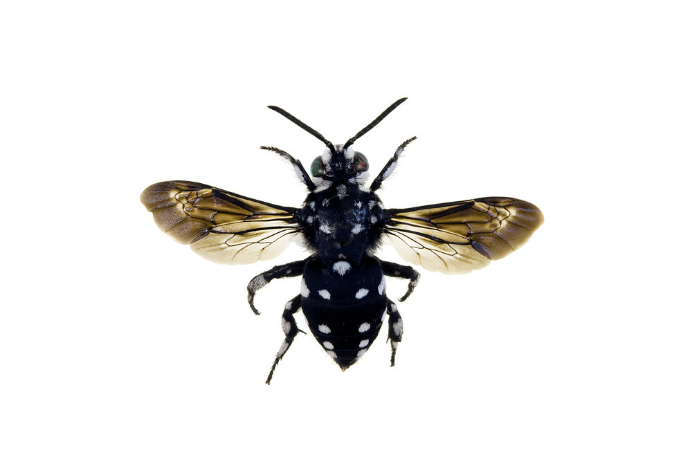 Cuckoo Bee