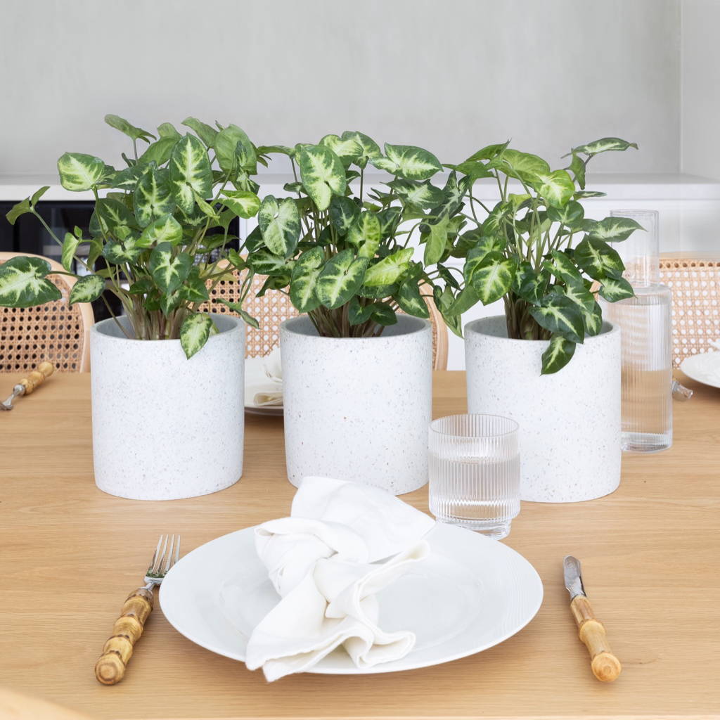 A set of three Syngonium Pixie's in White Jardin Terrazzo Pots on a timber dining table 