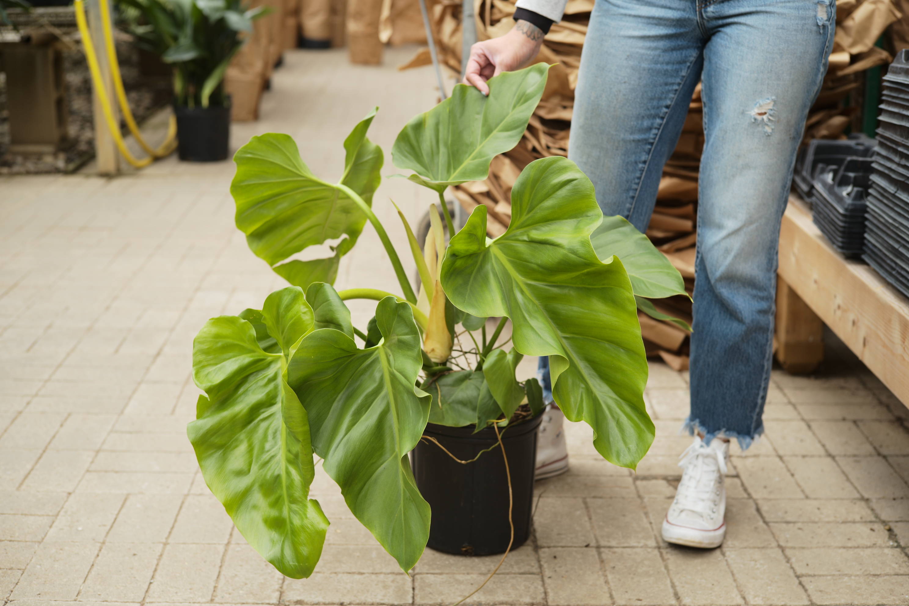 Philodendron Giganteum - Tonkadale