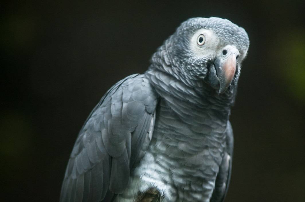 Timneh African grey parrot, a popular pet bird.