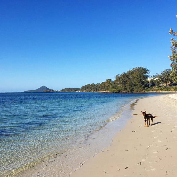 Halifax Holiday Park, Beach dog camping in NSW