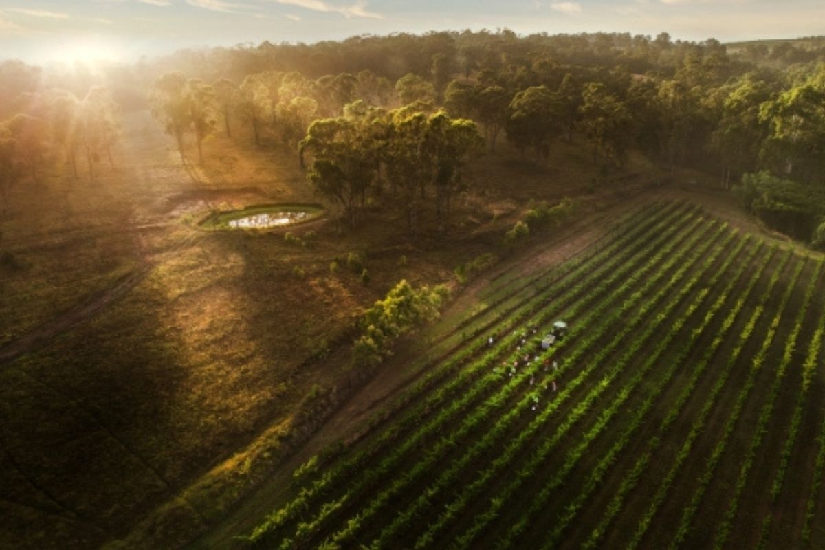 Aerial view of vineyards at sunset with lush greenery.